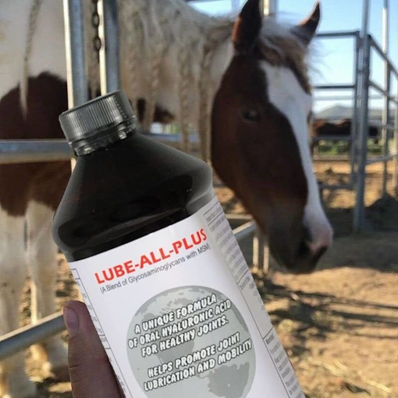 Joints - Horse and Dog Supplements | Body Builder | Lube All Plus | EPMX  Equine EPM | Air Blast